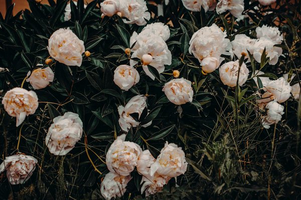 Aménagement de dressing sur mesure à strasbourg : guide pratique