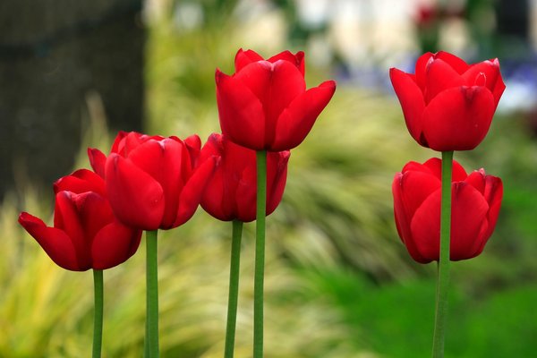 Comment mettre en place une citerne d'eau de pluie enterrée dans votre jardin : guide complet et astuces pratiques.