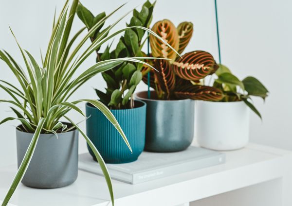 Guide pour faire fleurir vos plantes d'intérieur