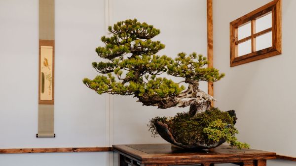 L'art du bonsaï en intérieur : guide pour débutants