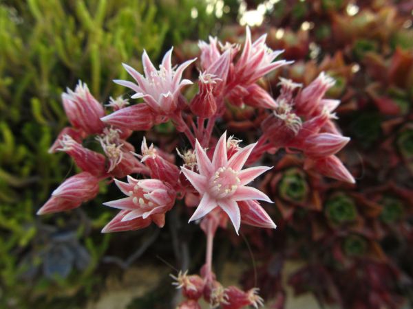 Révélations sur la culture urbaine : comment booster la croissance des plantes alpines en milieu urbain